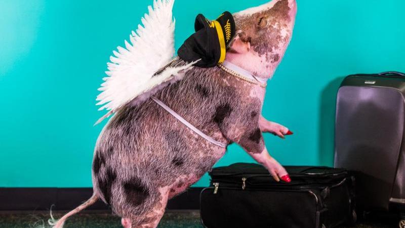 Flughafenschwein LiLOu