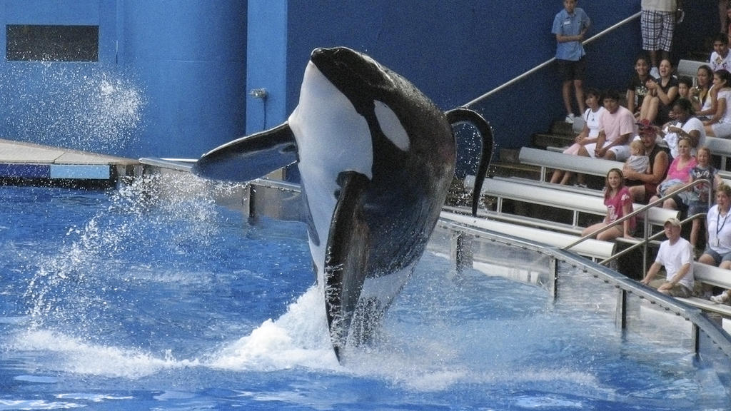 FILE PHOTO - SeaWorld killer whale Tilikum performs during the show "Believe" at SeaWorld Orlando in Orlando, Florida, U.S. on September 3, 2009. REUTERS/Mathieu Belanger/File Photo