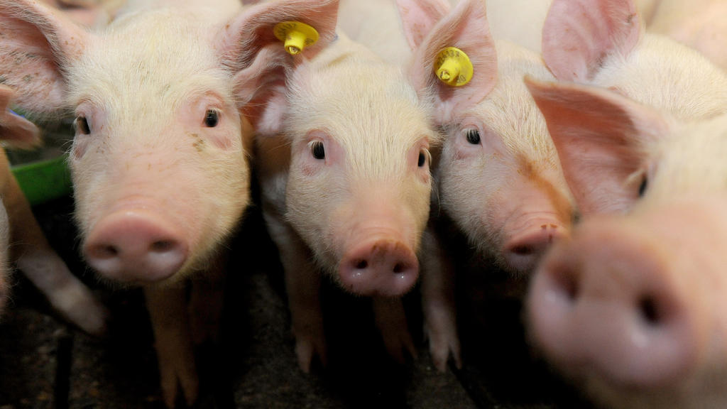 ARCHIV - Ferkel stehen am 05.11.2014 in einem nach der "Initiative Tierwohl" ausgestatteten Stall in Hilter (Niedersachsen). (zu dpa "Landwirte mästen wieder mehr Schweine - Zahl der Betriebe sinkt aber" vom 12.01.2017) +++(c) dpa - Bildfunk+++