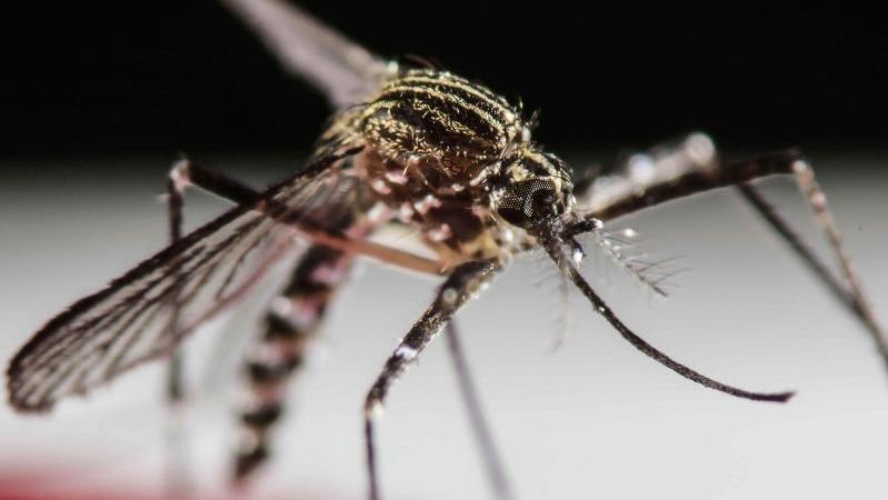 Die Gelbfiebermücke gilt in Brasilien als Überträger der Zika-Viren. Foto: Jeffrey Arguedas/Archiv