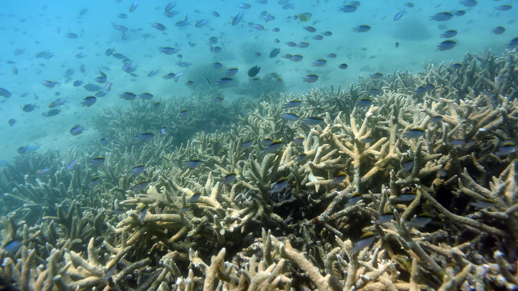 ARCHIV - Tropische Fische schwimmen am 25.11.2016 am Rand eines von Korallenbleiche betroffenen Korallenriffs am Great Keppel Island vor der Küste von Queensland (Australien). Das weltgrößte Korallenriff Great Barrier Reef vor der Küste Australiens i