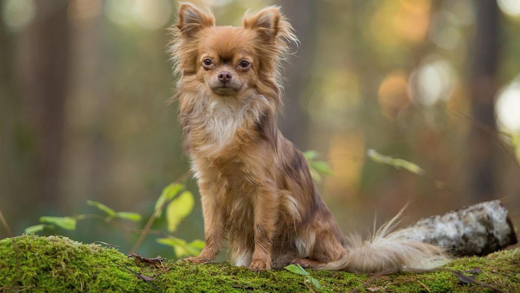 Chihuahua im Wald