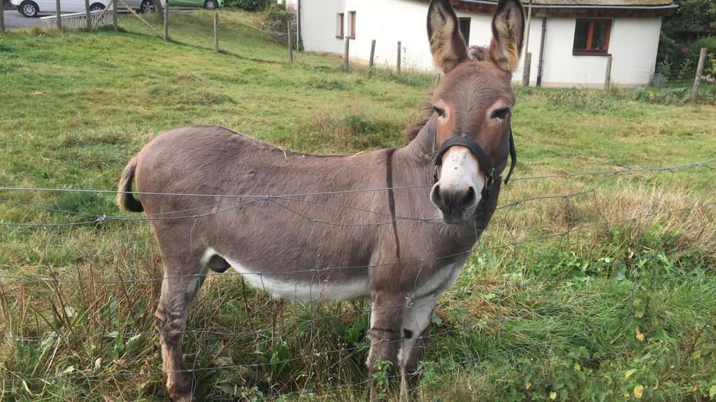 HANDOUT - Esel "Vitus" steht in Schlitz (Hessen) auf einer Weide. Das Tier hatte im September 2016 in einen orangefarbenen Sportwagen gebissen (undatierte Aufnahme). Weil der Eigentümer des Autos bislang auf den Kosten für die Reparatur sitzen geblie