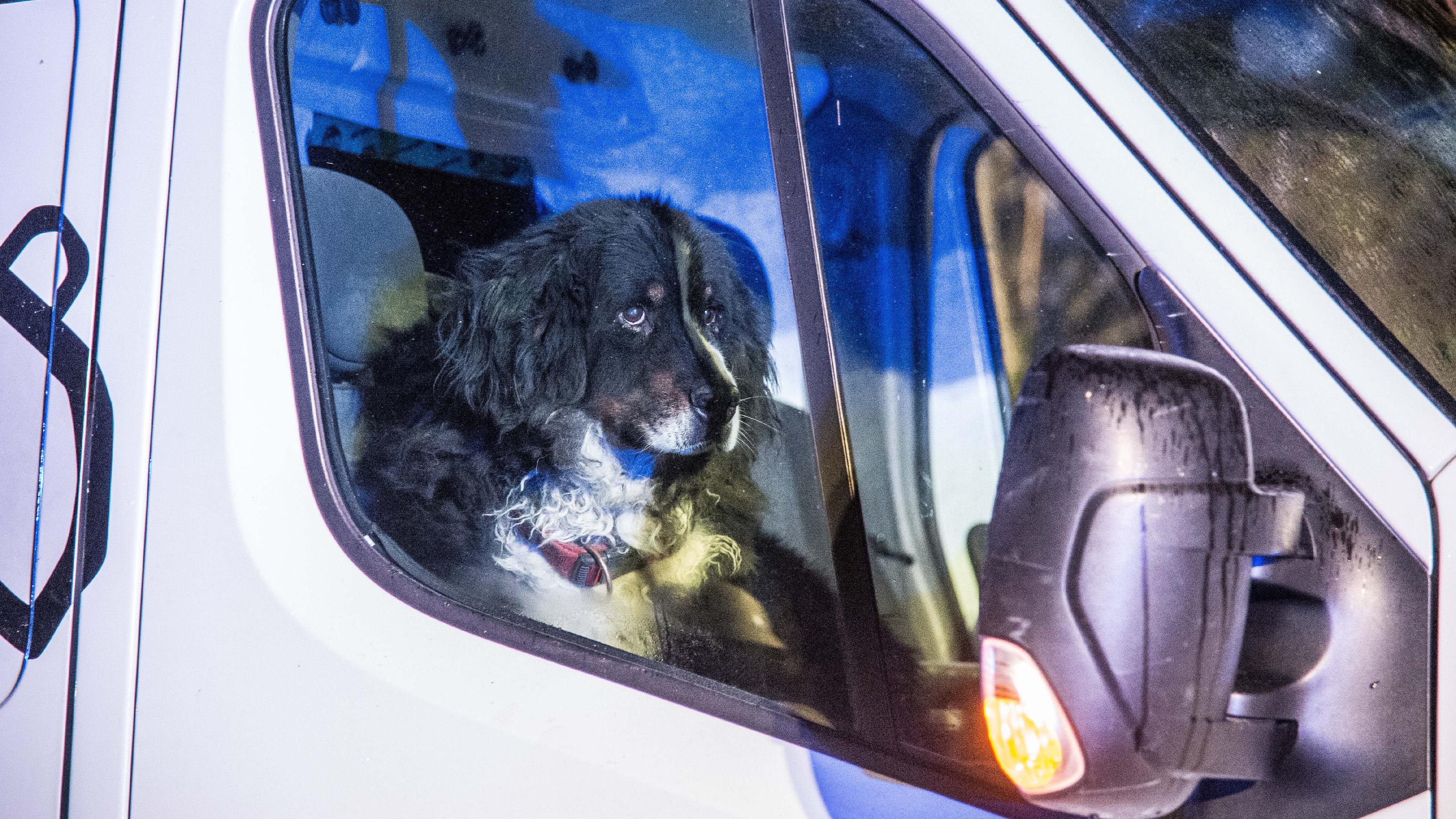 Hund Leo Trauert Um Sein Herrchen Wie Man Leidenden Hunden Helfen Kann