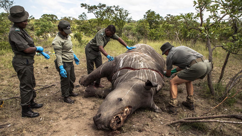 ARCHIV - Arbeiter der Ermittlungsstelle für Umweltkriminalität von den SANParks führen im Kruger National Park Skukuza (Südafrika) eine Postmortem-Untersuchung an einem Nashorn durch, das wegen seiner Hörner getötet wurde. Wilderer haben in Südafrika