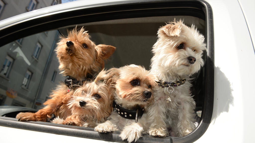 Vier Yorkshire Terrier schnuppern Frühlingsluft