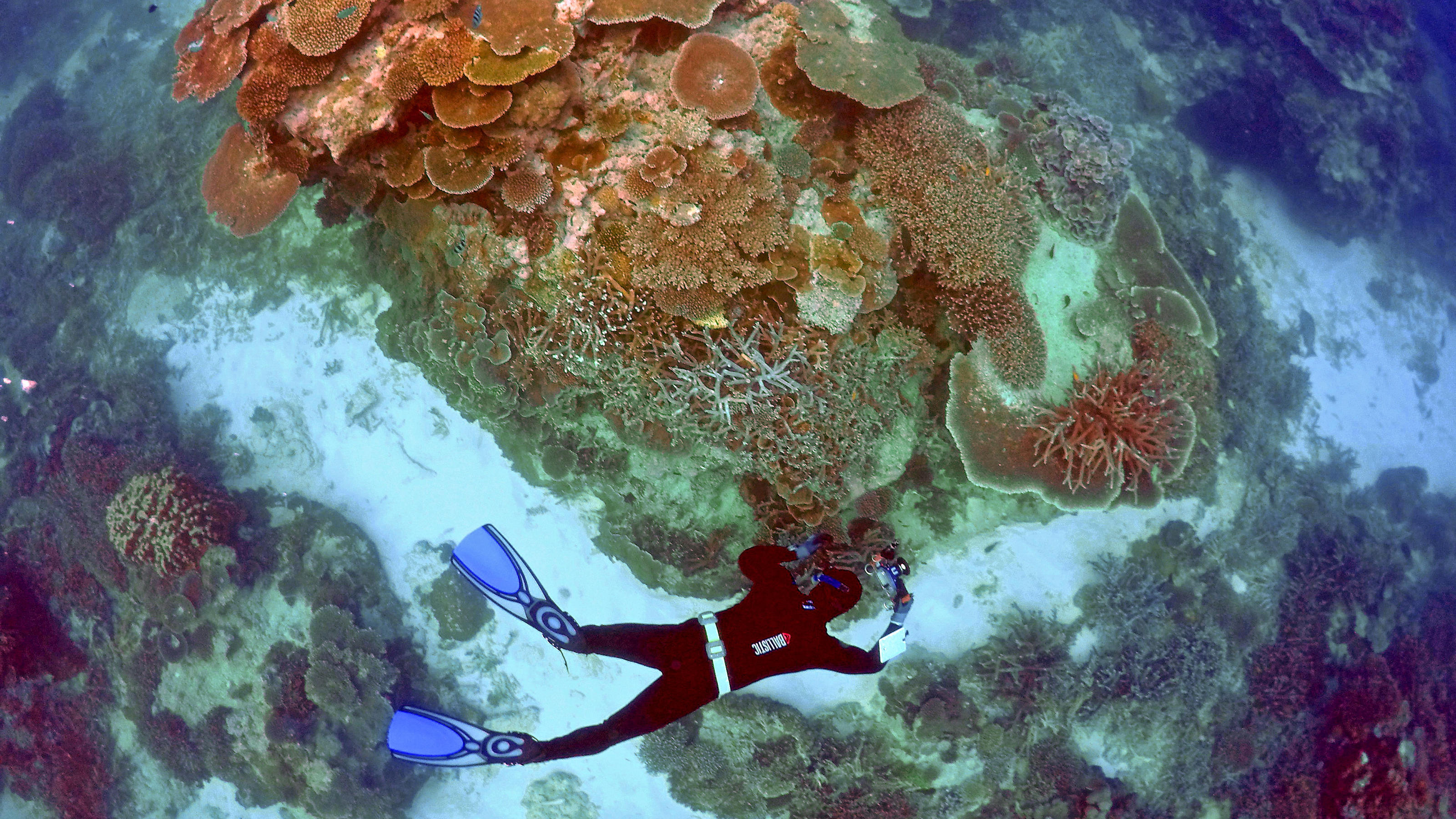 Australische Regierung 300 Millionen Euro Zur Rettung Des Great Barrier Reefs