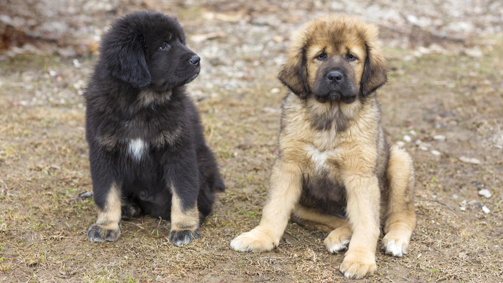 Das sind zwei tibetanische Baby-Doggen