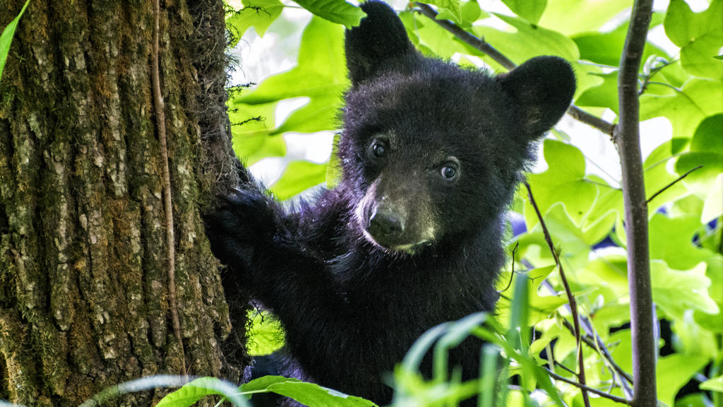 Das ist ein Schwarzbär-Baby