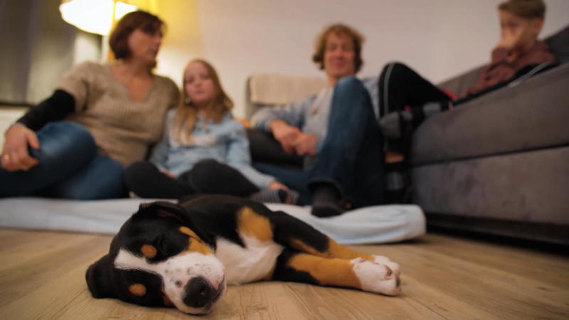 Partnersuche für tierliebhaber