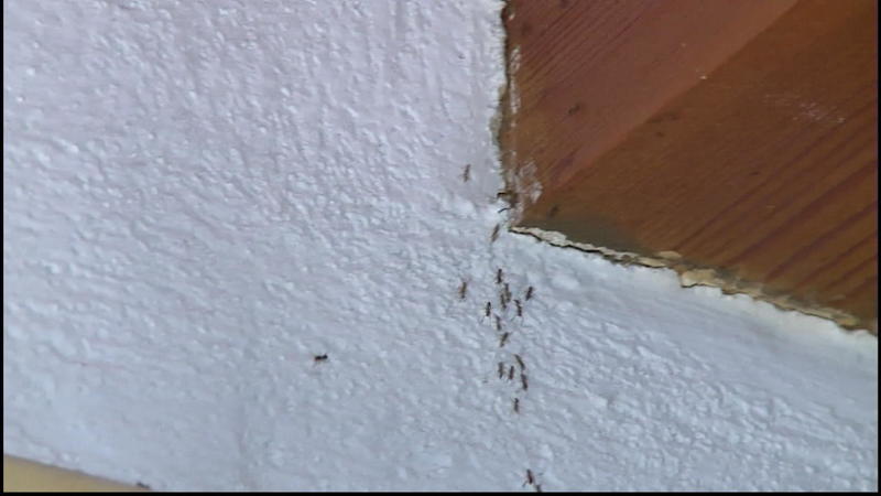 Ameisen Im Haus Unter Fliesen