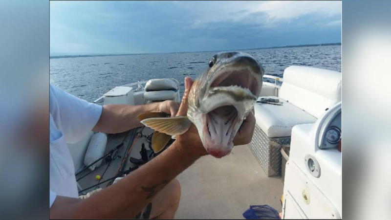 Fisch partnersuche