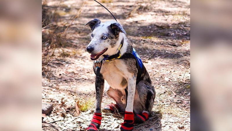 Australien Dieser Hund rettet Koalas vor Buschbränden