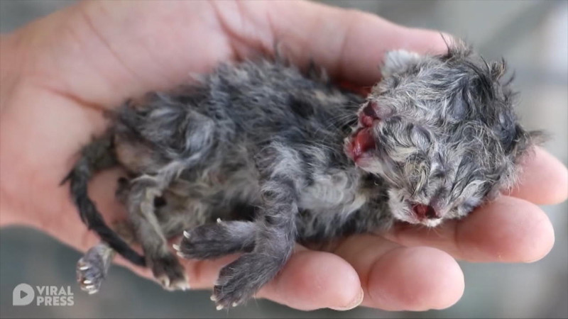 Thailand Katze Moggy Mit 2 Kopfen Geboren Allen Zweifeln Zum