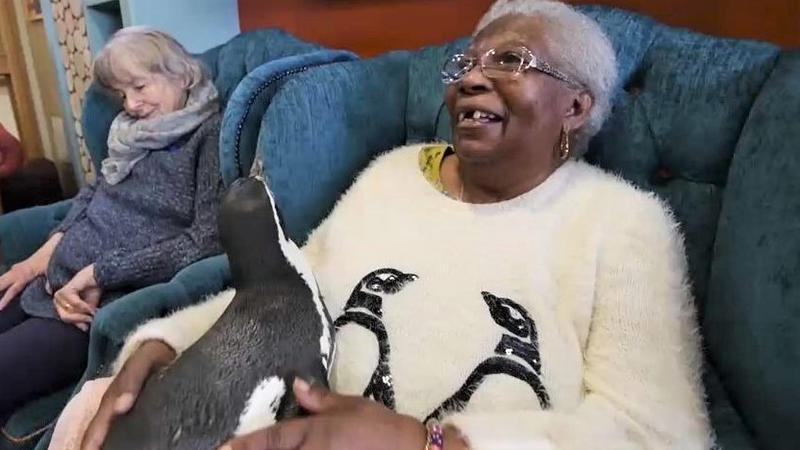 Die Gemeinschaft der Pinguine von Stefan Christmann portofrei bei büibt-pep.de bestellen