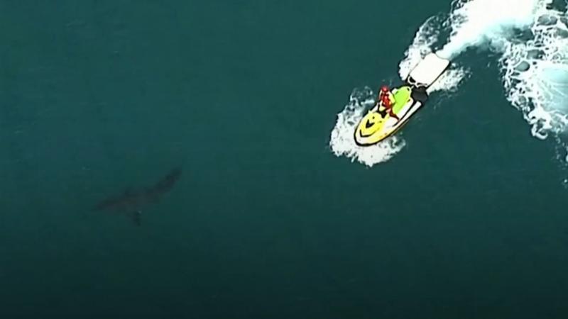 Hai Attacke Australien