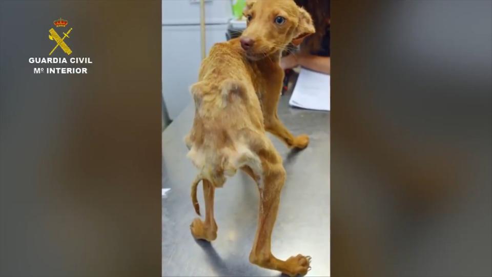 Spanien Polizei rettet 41 Hunde aus TierHölle Video zeigt