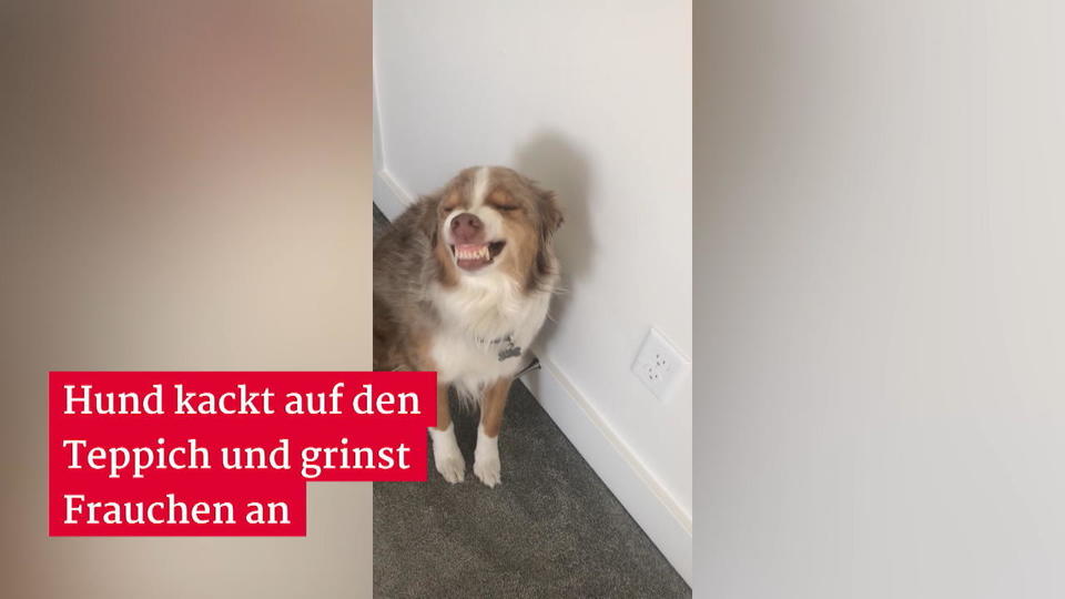 Reue oder Stolz? Hund macht auf Teppich und grinst danach frech