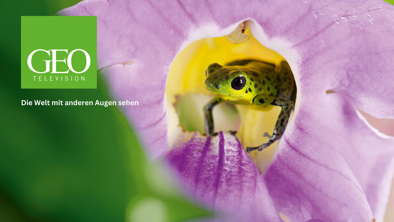 Die Welt mit anderen Augen sehen