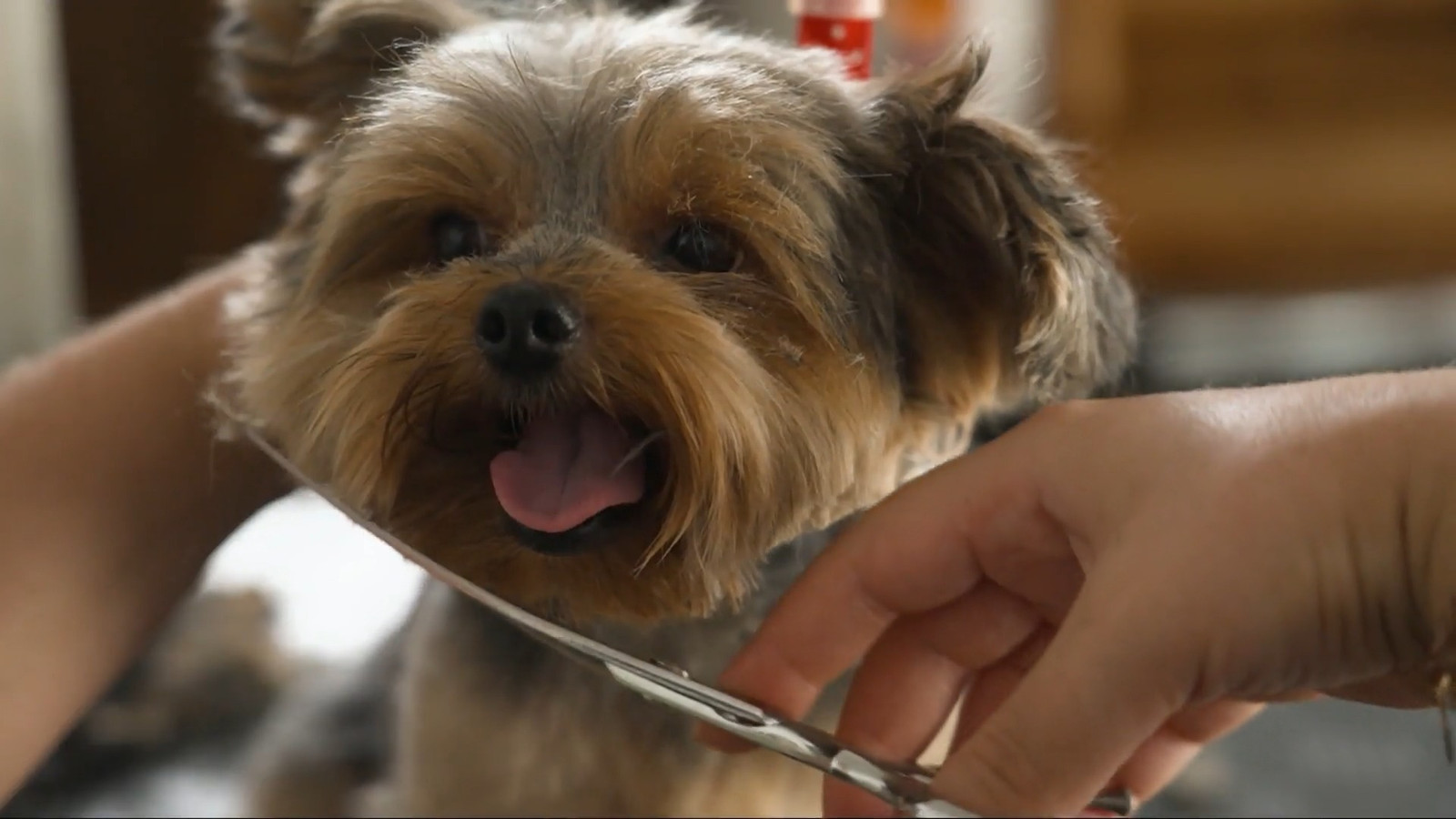 Die Hundefriseure - Profis für alle Felle